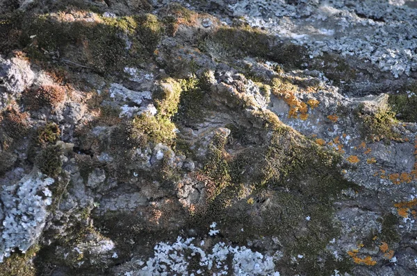 Лишайник и мох на тополе Лицензионные Стоковые Фото