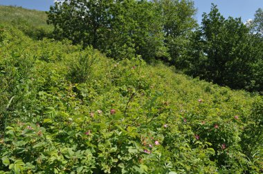 yabani gül çiçekleri