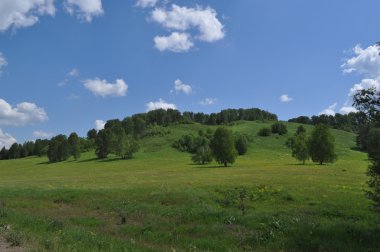 Çayır ve ağaçları ile huzurlu manzara