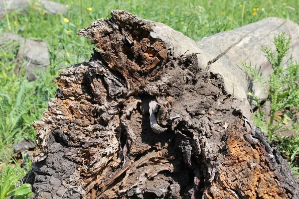 Παλιές ρίζες πεσμένο δέντρο — Φωτογραφία Αρχείου