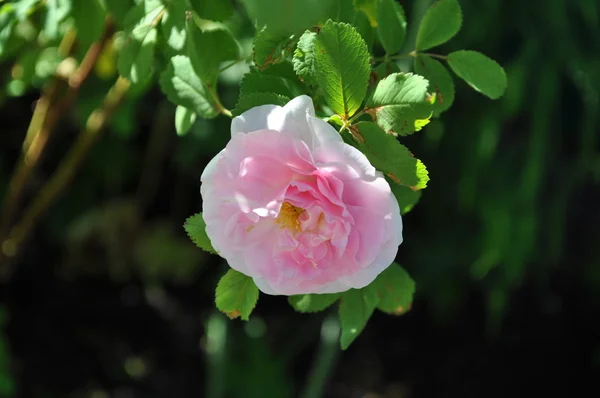 ピンク色の庭のバラ — ストック写真