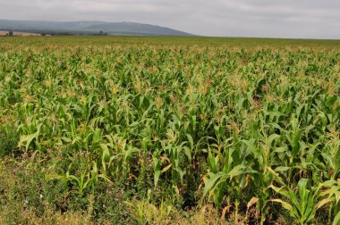 Mısır alan Mısır çiçekler