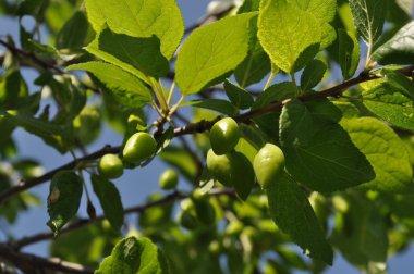 Şubedeki Yeşil Erikler
