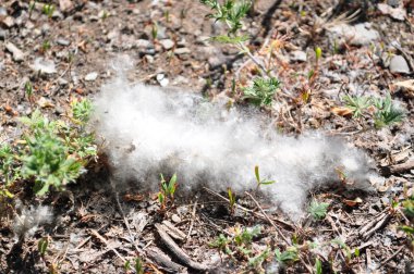 Yerdeki kavak tüyü