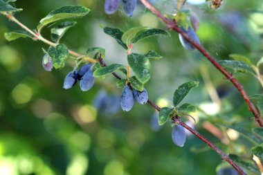 Olgun Hanımeli çilek