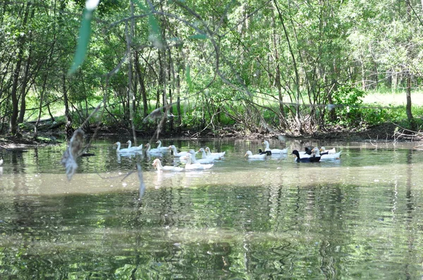 Les oies nagent dans un étang — Photo