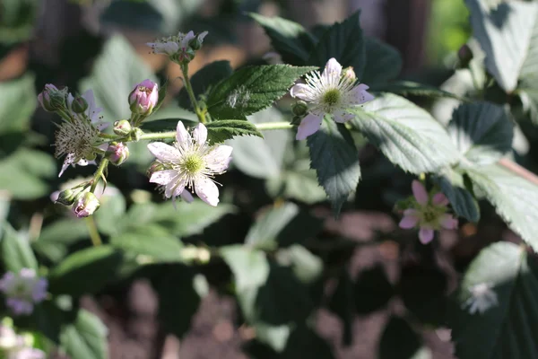 Branche de mûre avec des fleurs — Photo