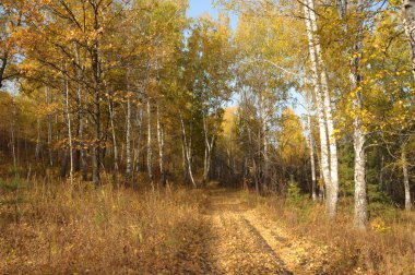 Sonbahar orman parlak karayolu