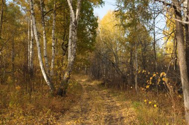 Orman derinliği yolu