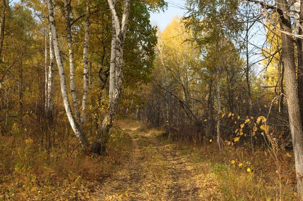 Orman derinliği yolu