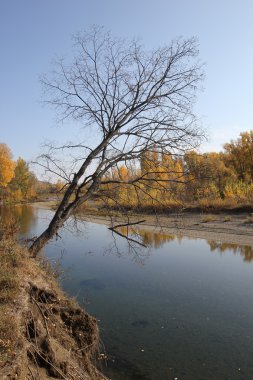 Nehrin üstündeki ölü ağacında