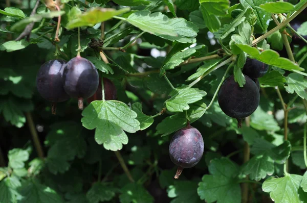 Ripe blue gooseberry — Stock Photo, Image