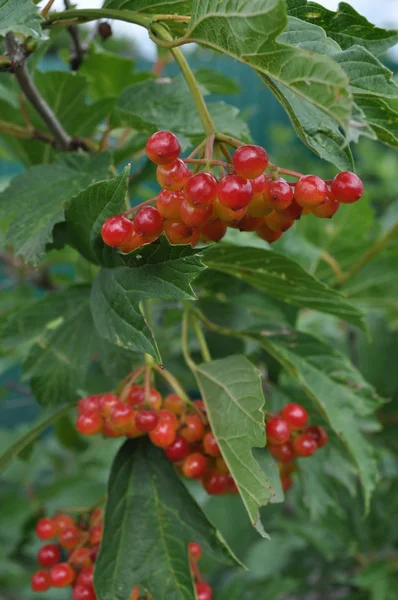 Ripening viburnum — Stock Photo, Image