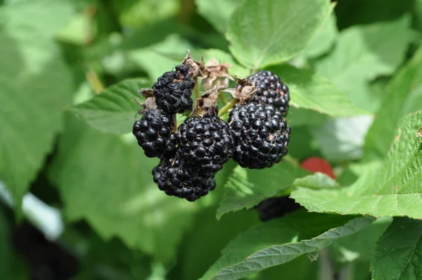 Ripe black raspberries on a raspberry bush — Stock Photo, Image