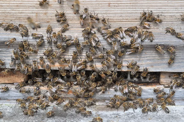 Пчелы в улье Стоковое Фото