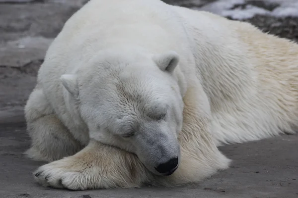 Orso dormiente — Foto Stock