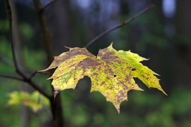 Sonbahar ormanında bir dalda parlak akçaağaç yaprağı