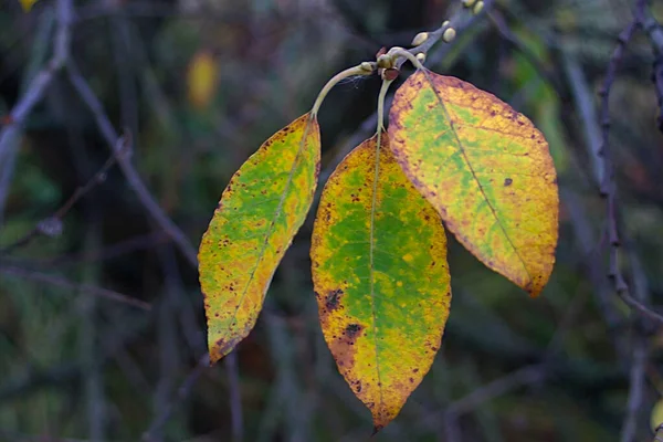 Marchitamiento Las Hojas Una Rama Otoño —  Fotos de Stock