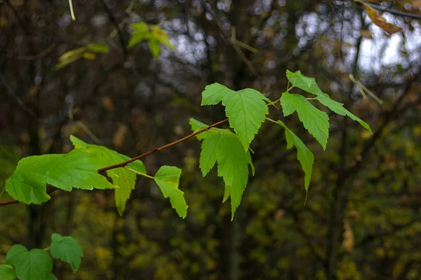 Branche Aux Feuilles Vertes Dans Forêt Automne — Photo