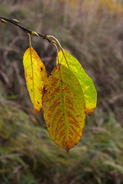 Tres Hojas Una Rama Color Amarillo Verde —  Fotos de Stock