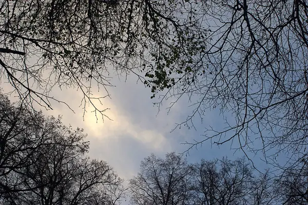 Bomen Herfst Avond Lucht — Stockfoto