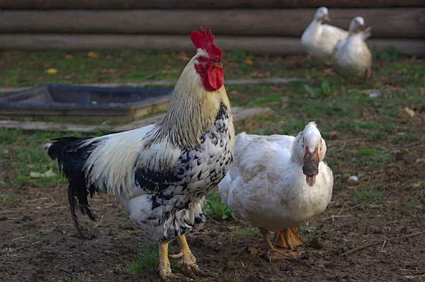 Gallo Pato Están Caminando Corral —  Fotos de Stock