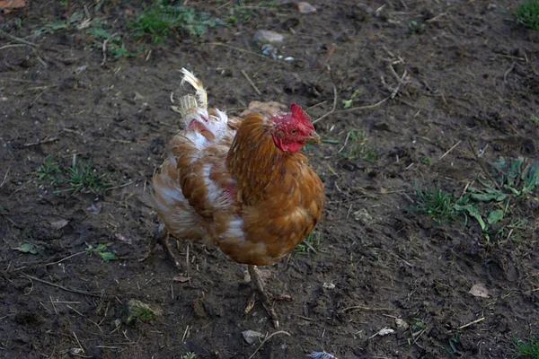 Избитая Красная Курица Сарае — стоковое фото