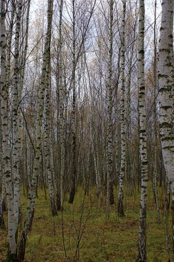 Sonbaharın ortasında huş ağacı koruluğu