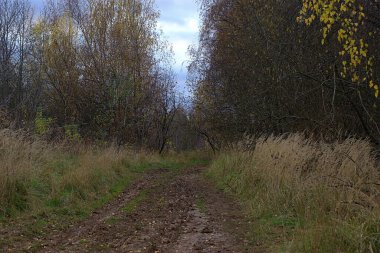 Ormana giden çamurlu kır yolu.