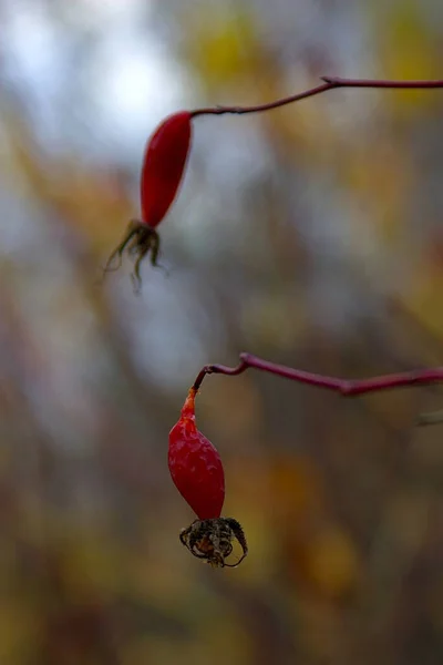 Baies Églantier Sur Fond Végétation Automne — Photo