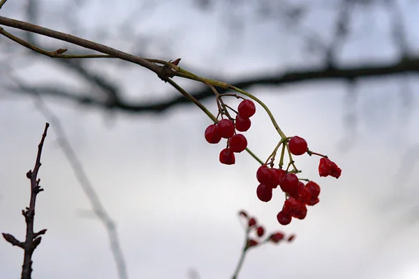 秋の枝に鮮やかな赤い果実があり — ストック写真