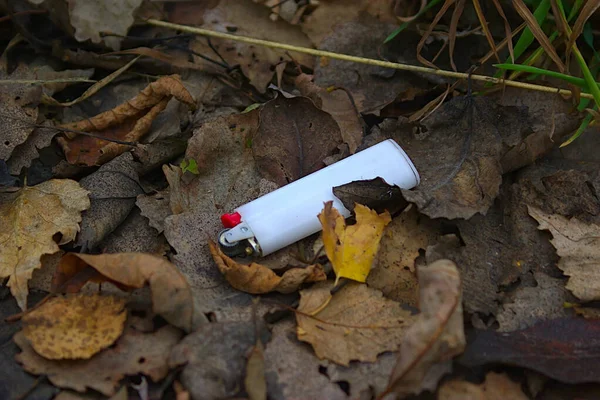Biała Zapalniczka Wśród Opadłych Jesiennych Liści — Zdjęcie stockowe
