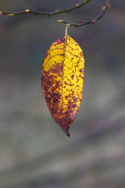 Bright Fading Autumn Leaf Branch — Stock Photo, Image