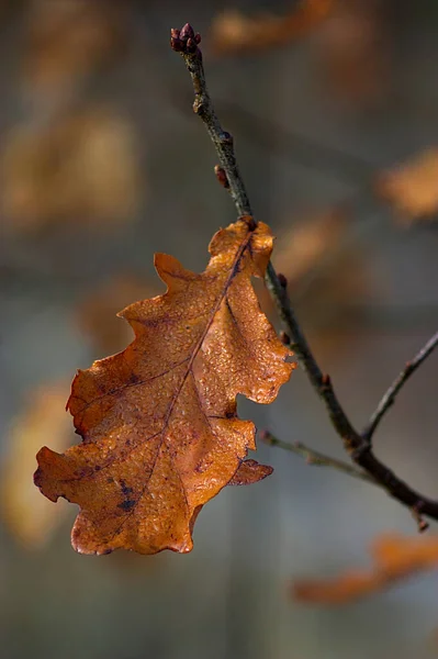 Dry Oak Leaf Morning Dew Drops — Stock Photo, Image