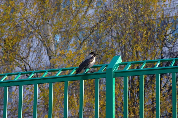 Eine Krähe Sitzt Auf Dem Zaun Und Schaut Irgendwohin — Stockfoto