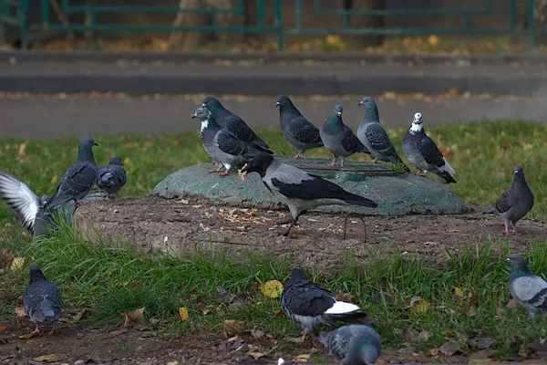 Oiseaux Prennent Petit Déjeuner Sur Pelouse Près Écoutille — Photo