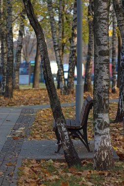 Yürüme alanındaki huş ağaçlarının altında bank