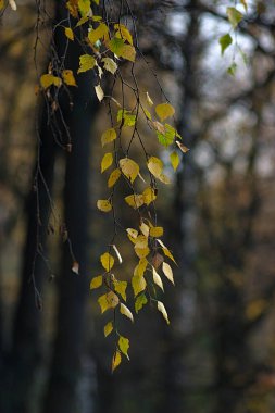 Sarı sonbahar yapraklı ince huş dalı