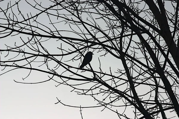 Silhouette Corbeau Assis Sur Une Branche Matin Automne — Photo