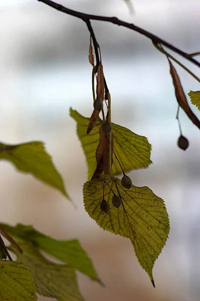 Sonbaharın Ortasında Tohumları Olan Bir Kireç Ağacının Dalı — Stok fotoğraf