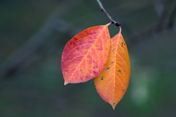 Close Bright Autumn Leaves Branch — Stock Photo, Image
