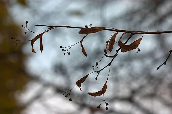 Branch Lime Tree Seeds Mid Autumn — Stock Photo, Image