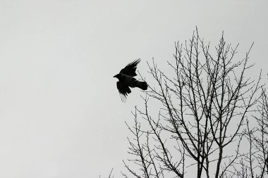 Ağaçtan bir karga uçtu.