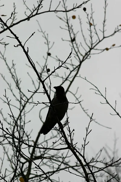 Corvo Está Sentado Galho Árvore — Fotografia de Stock