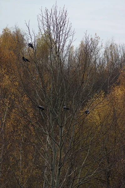 Cuervos Árbol Bosque Otoño — Foto de Stock