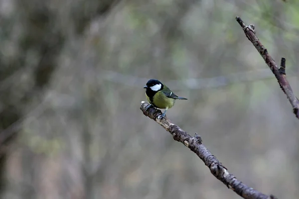 Tit Dry Branch Tree — Fotografia de Stock