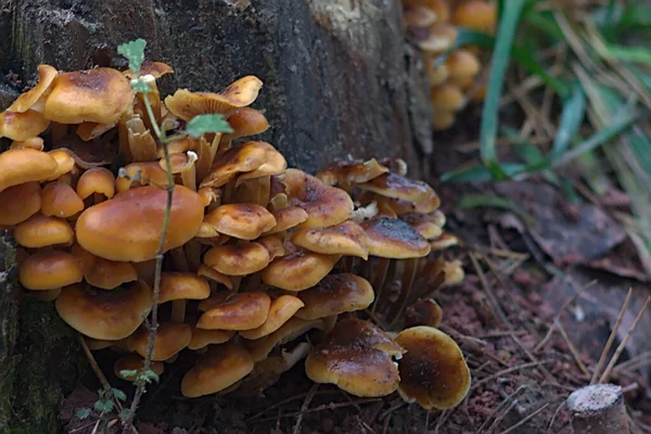 Familie Van Paddenstoelen Aan Basis Van Stomp Stockfoto