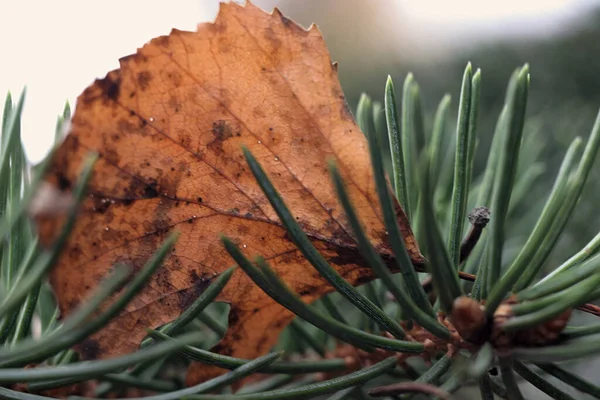 Birch Leaf Stuck Spruce Needles — Stock Photo, Image