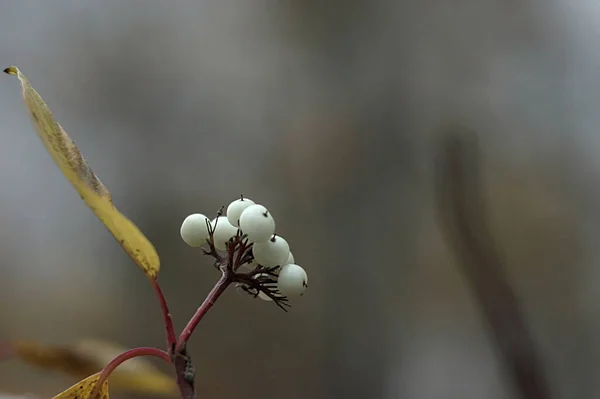 Bouquet Baies Blanches Sur Une Branche Automne — Photo