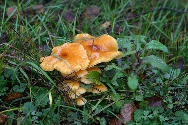 a family of orange mushrooms on a forest lawn